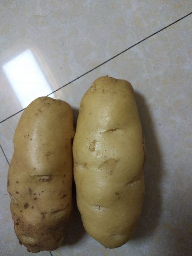 滕州冷库土豆大量出库中
