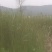 野生蒲棒