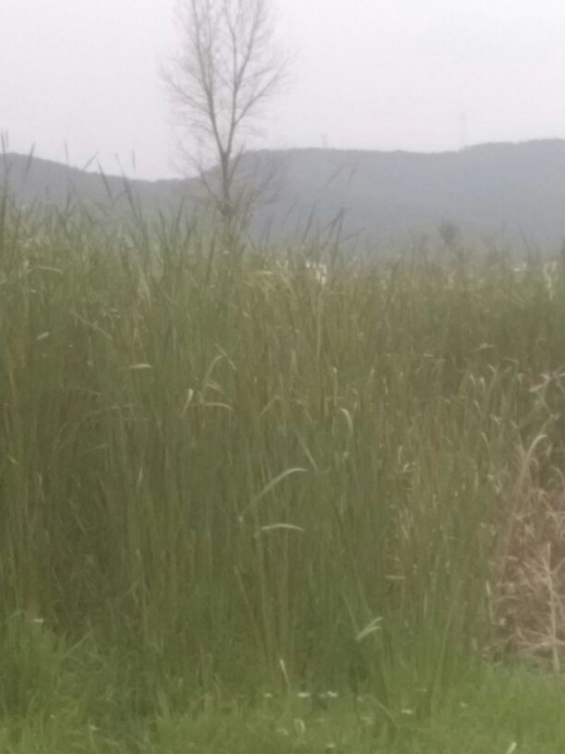野生蒲棒