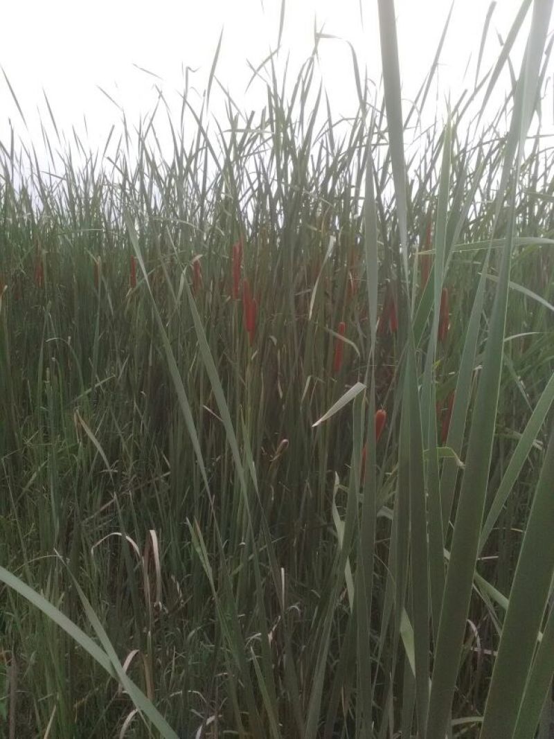 野生蒲棒