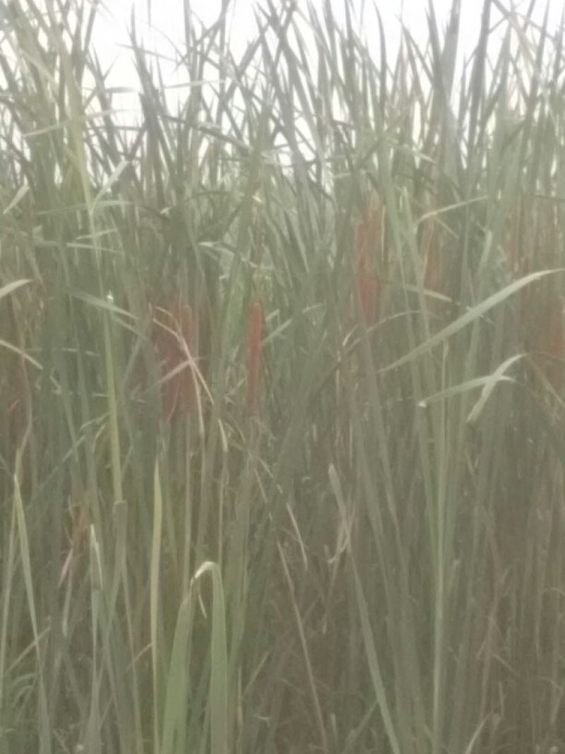 野生蒲棒