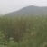 野生蒲棒