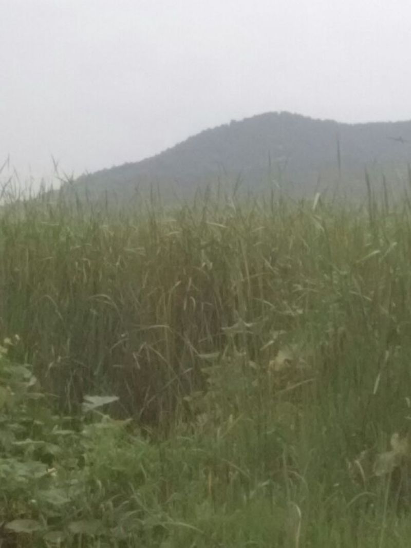 野生蒲棒