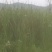 野生蒲棒