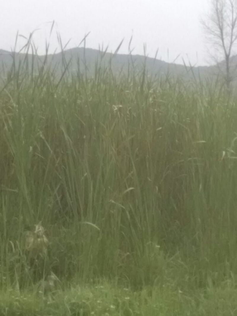 野生蒲棒