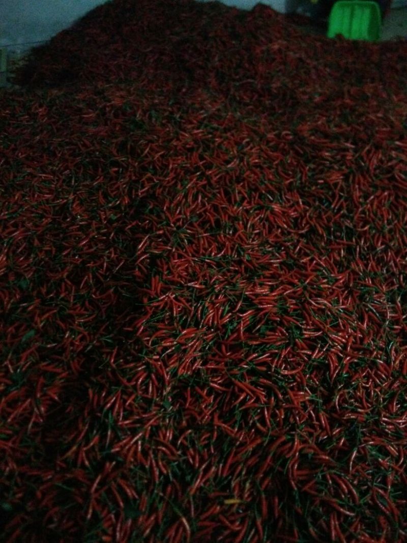 艳红辣椒5~10厘米红特辣