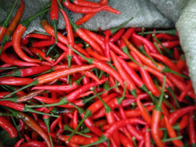 艳红辣椒5~10厘米红特辣