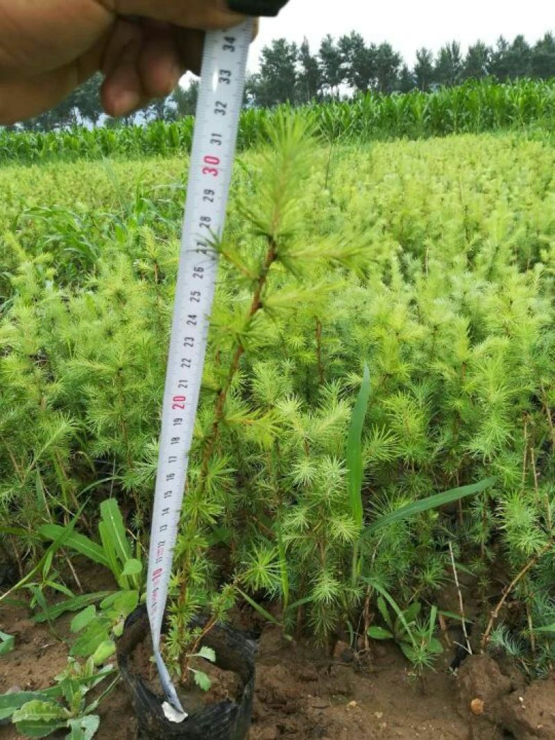 落叶松营养杯苗