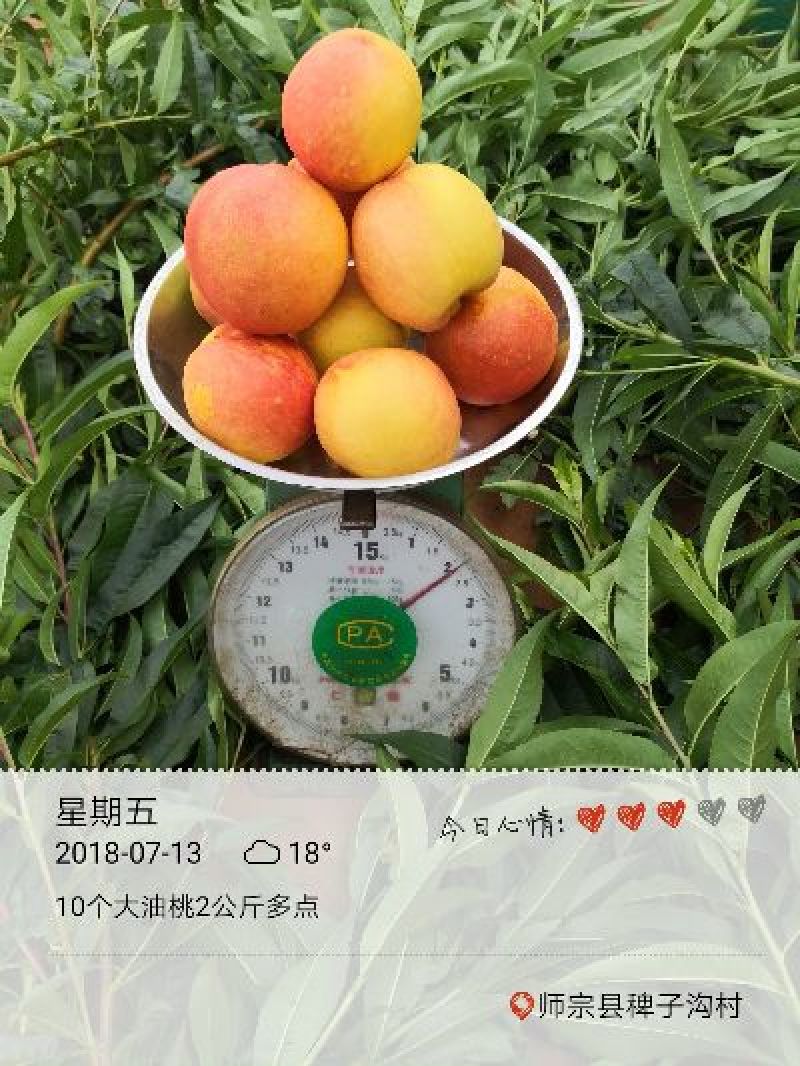 精品黄金密油桃