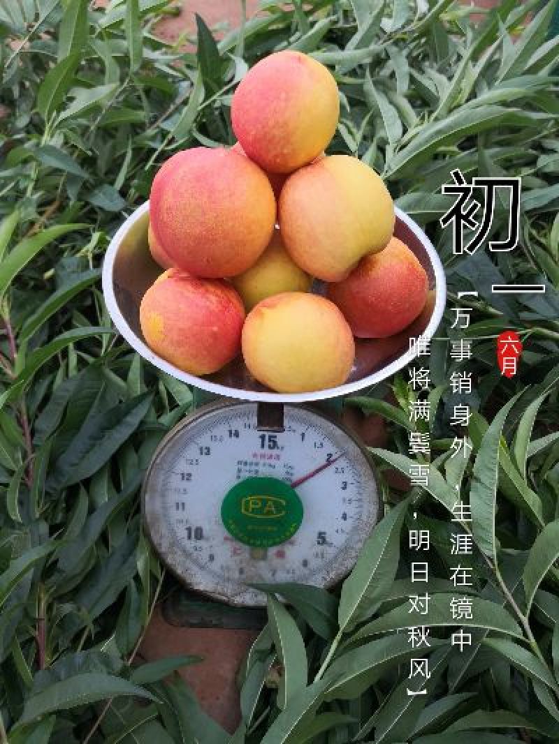 精品黄金密油桃