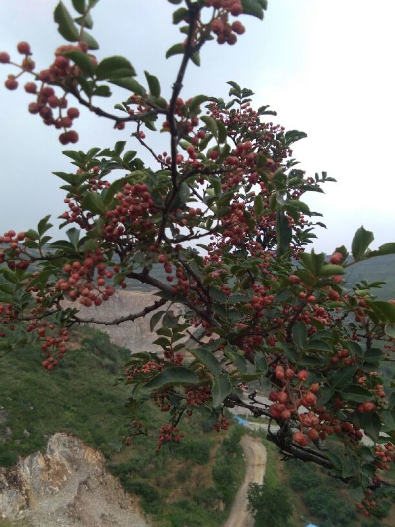 花椒