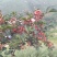 花椒