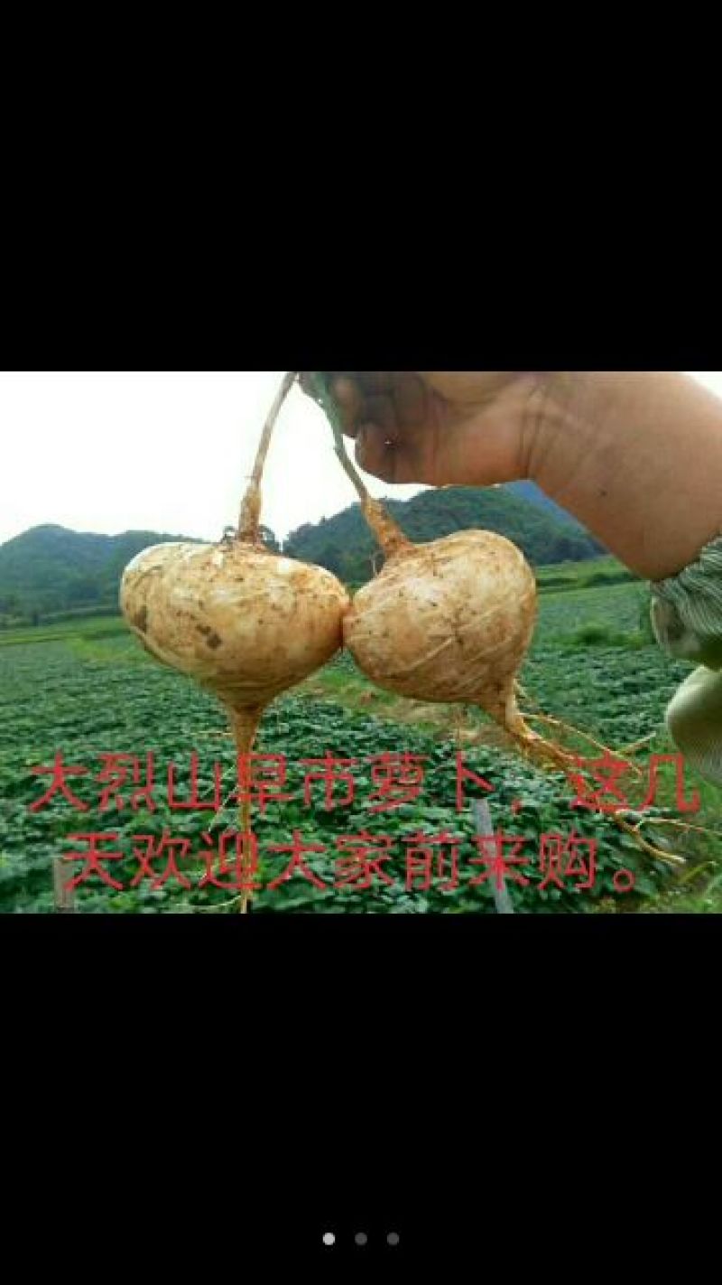 地萝卜