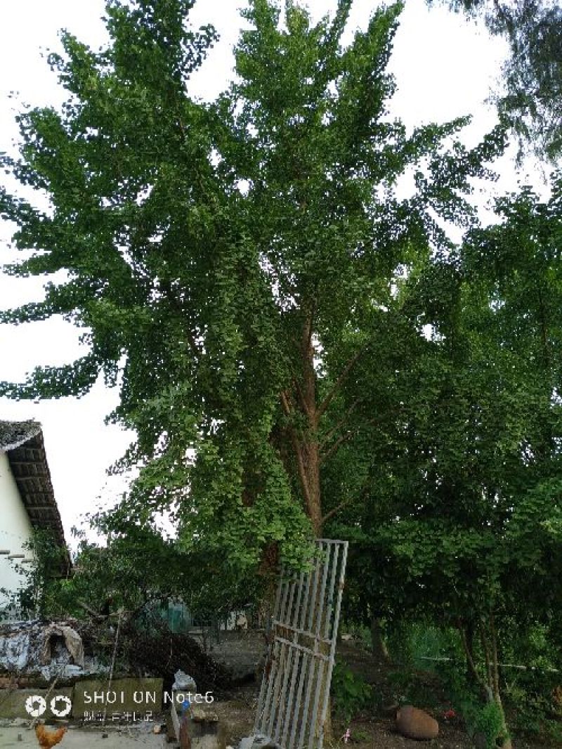 白果树