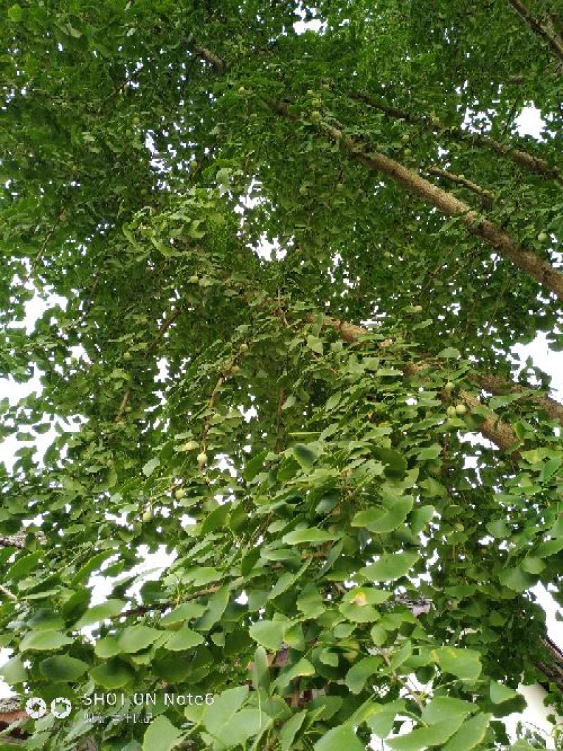 白果树