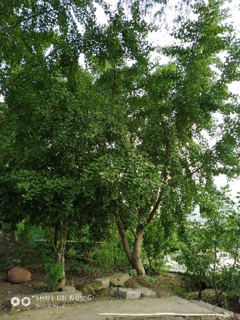 白果树