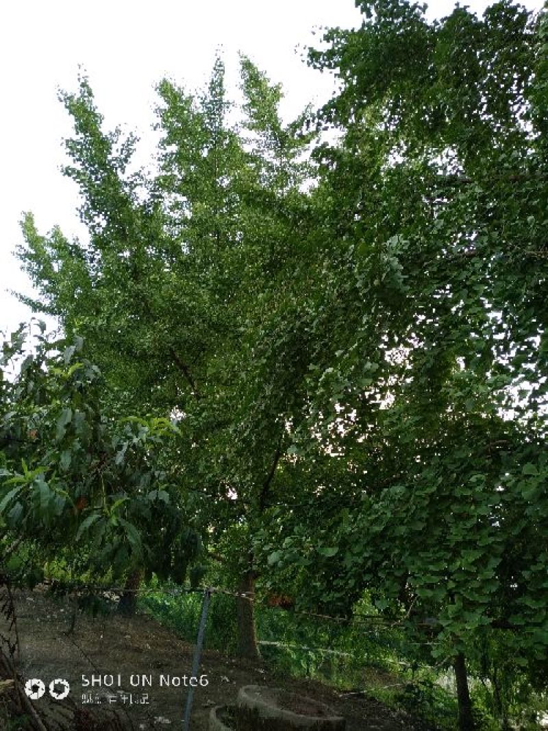 白果树