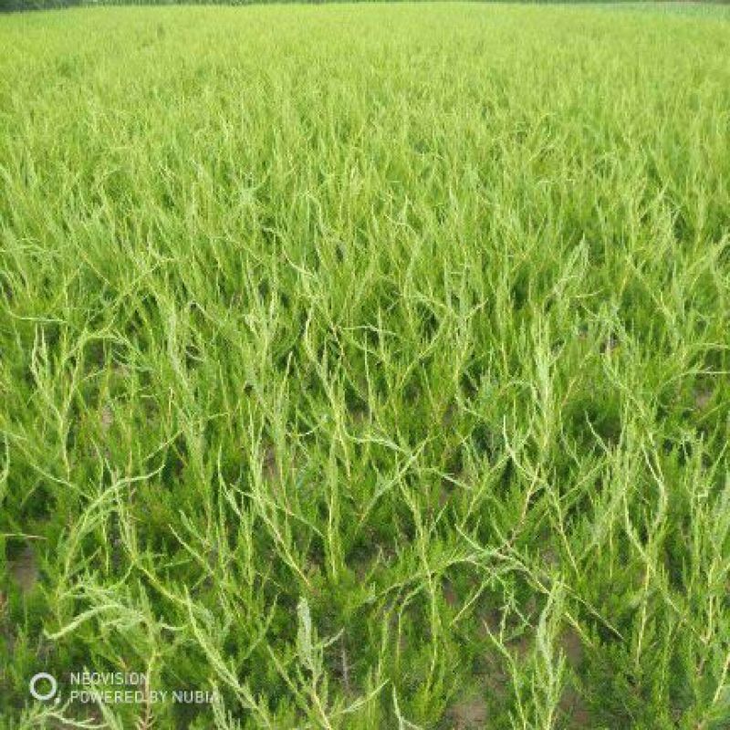 出售小龙柏高度30公分以上