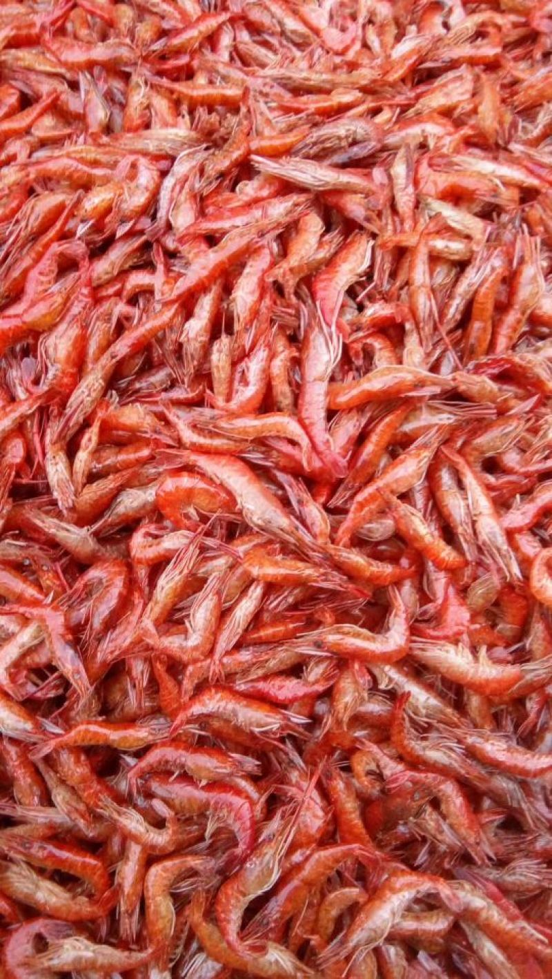 干虾，活虾都有