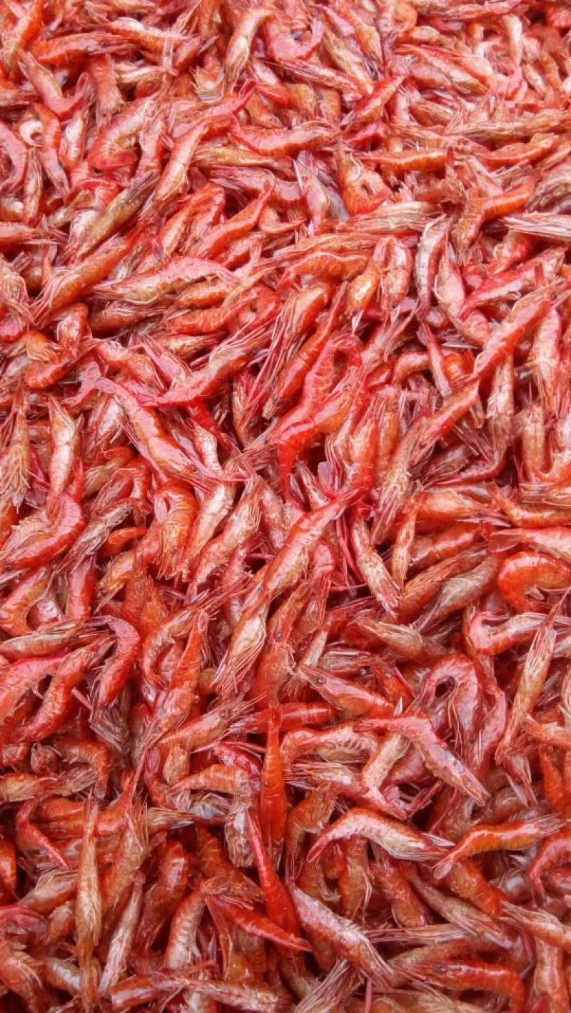 干虾，活虾都有