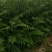 花椒苗0.5~1年