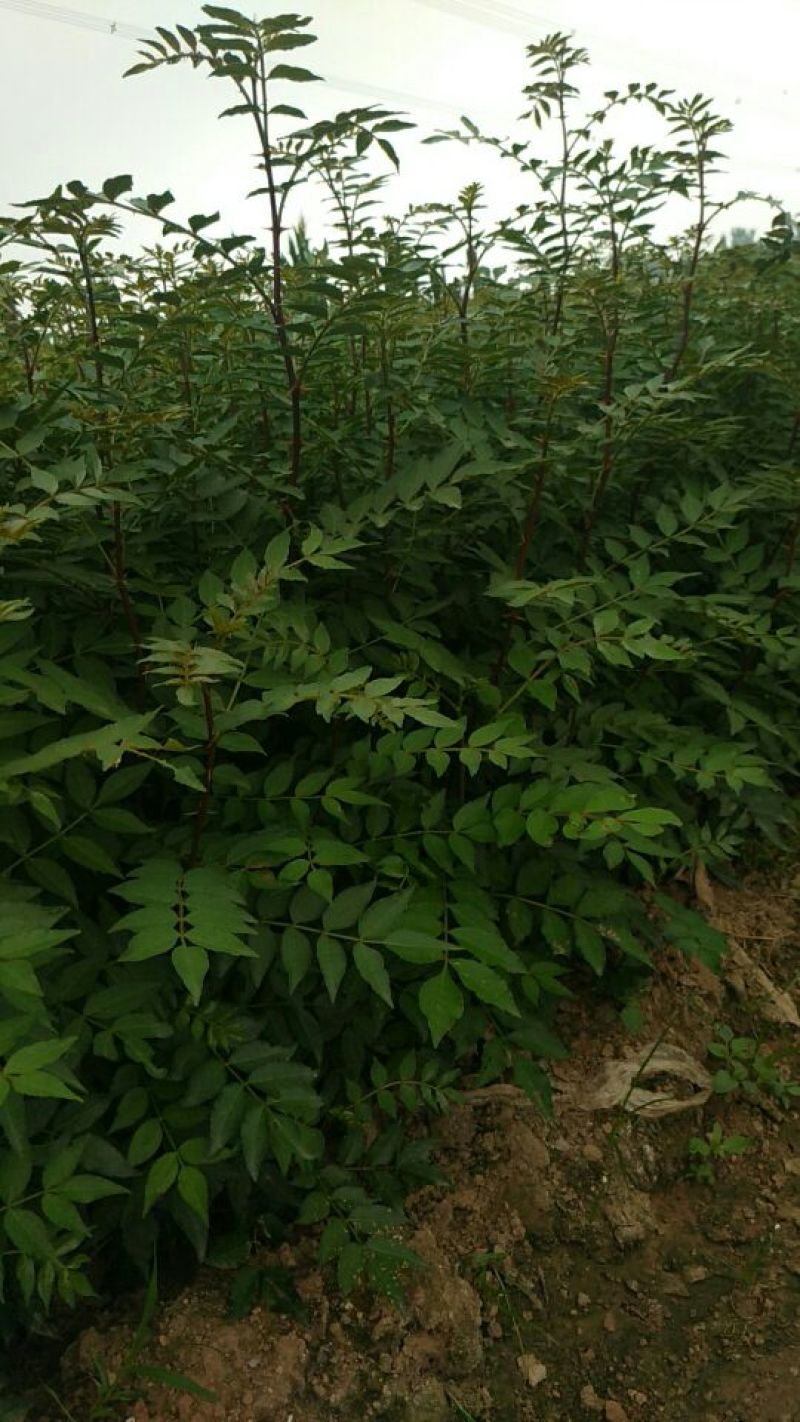 花椒苗0.5~1年