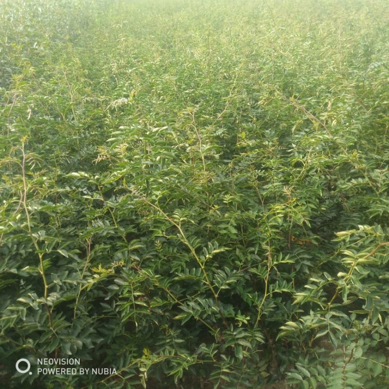 花椒苗0.5~1年