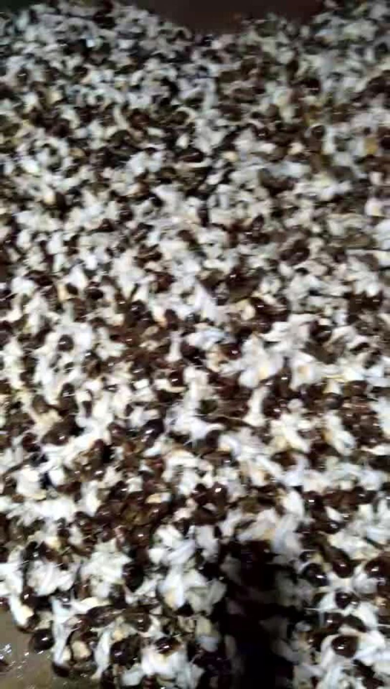 白玉蜗牛