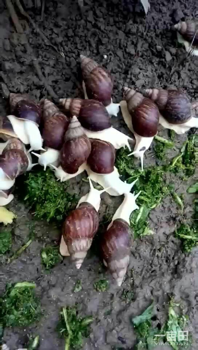 白玉蜗牛