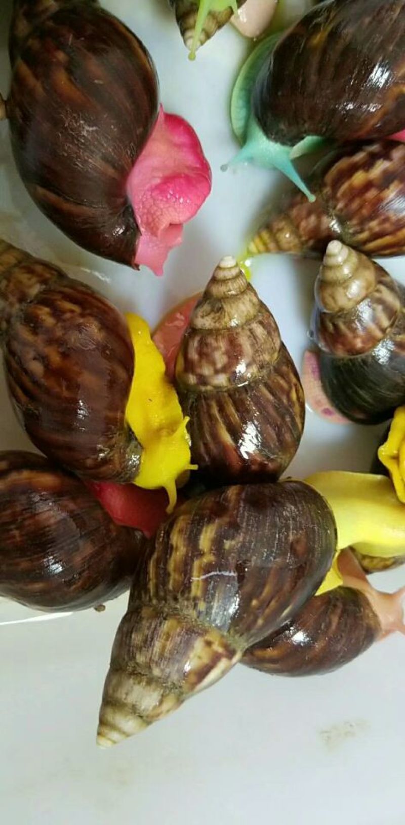 白玉蜗牛