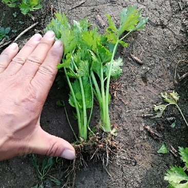 西芹苗10~15cm