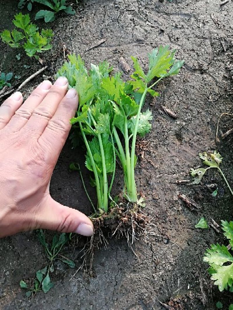 西芹苗10~15cm