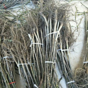 基地直销1公分薄皮香玲核桃苗价格占地核桃树苗批发