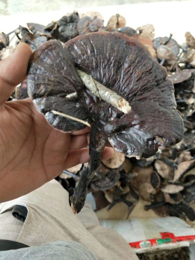 紫灵芝