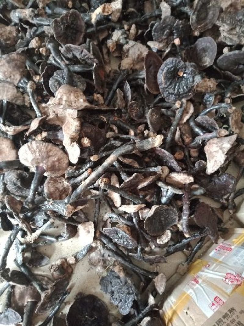 紫灵芝