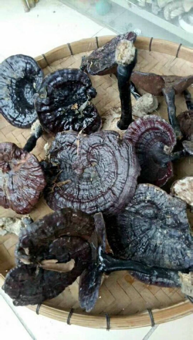 紫灵芝