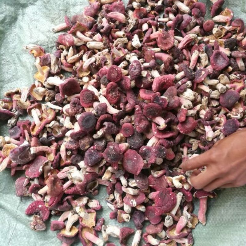 红菇