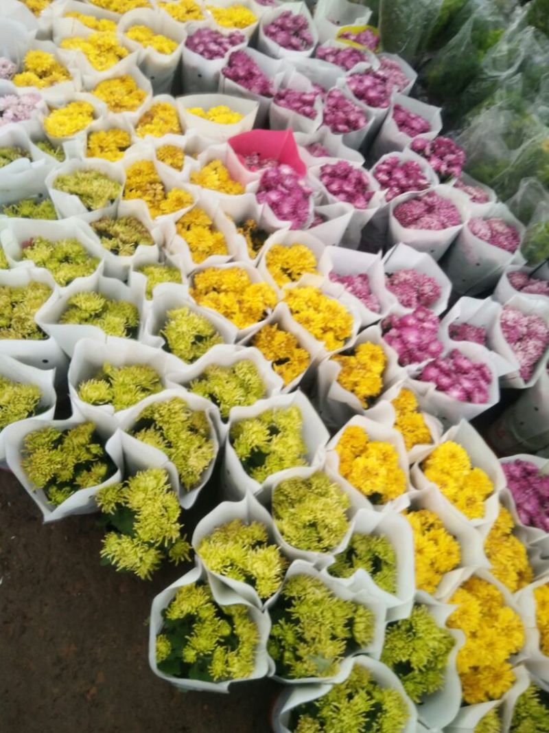 菊花盆栽