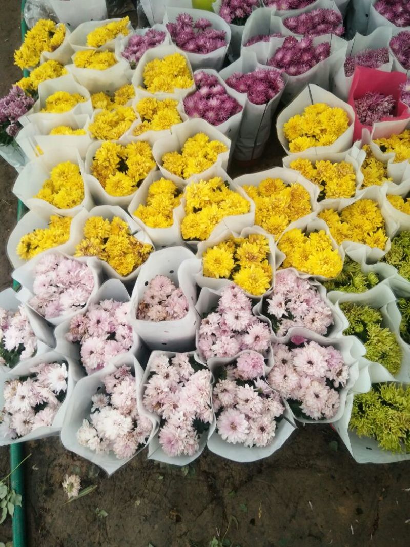 菊花盆栽