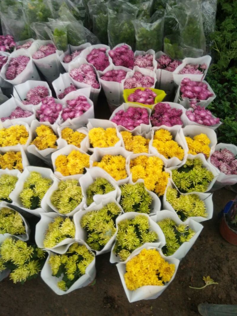 菊花盆栽