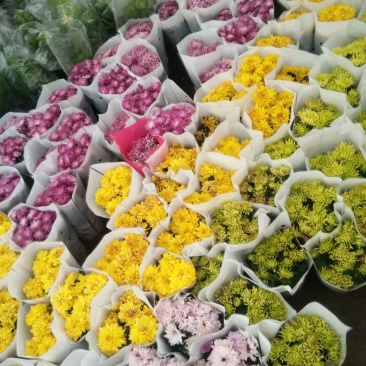 菊花盆栽