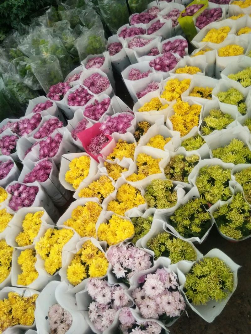 菊花盆栽
