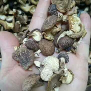 云南野生香菇，批发，零售货源稳定长期合作全国包邮货源下单！