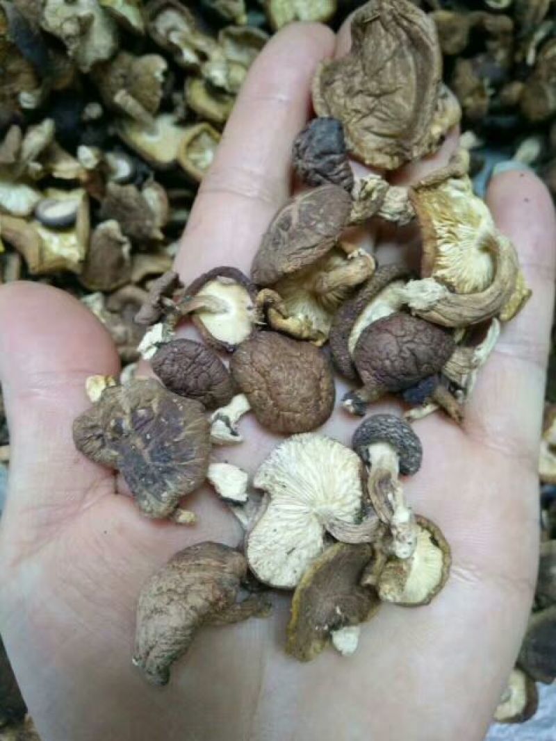 云南野生香菇，批发，零售货源稳定长期合作全国包邮货源下单！