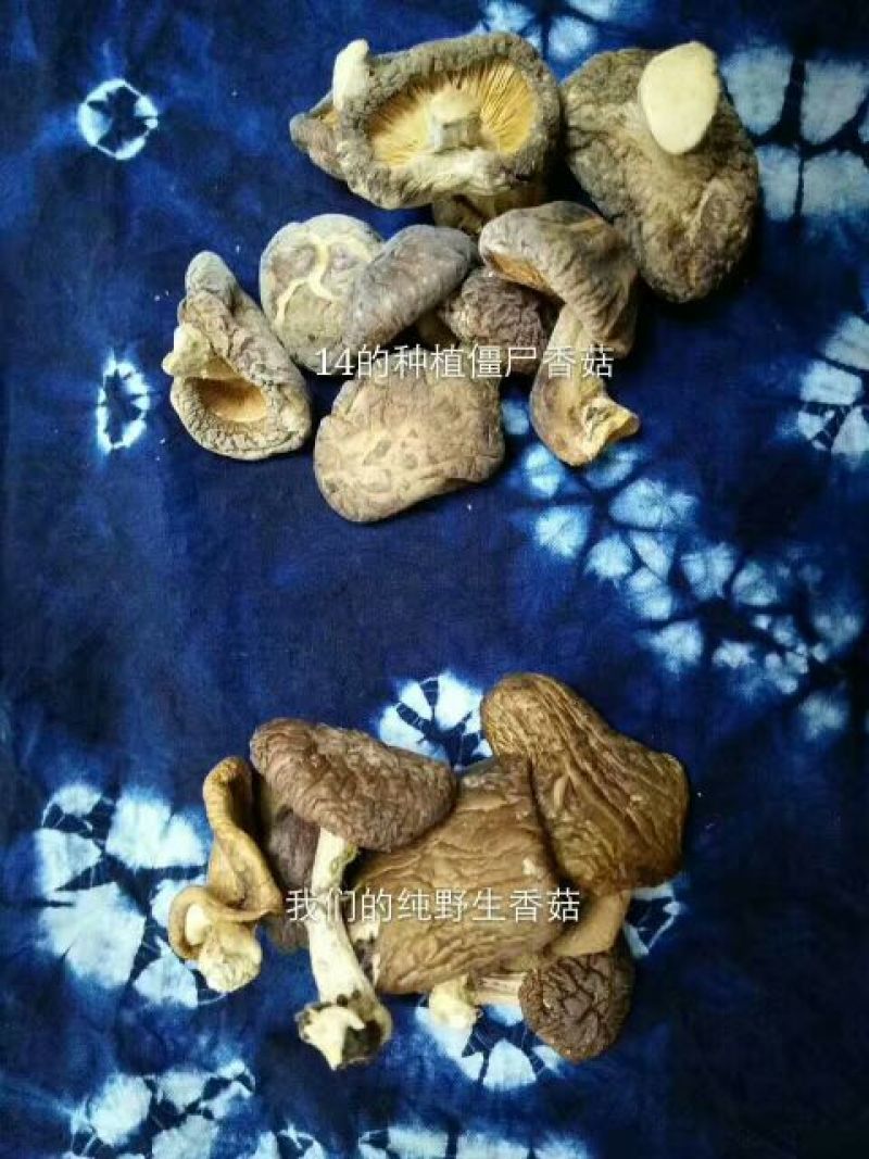 云南野生香菇，批发，零售货源稳定长期合作全国包邮货源下单！