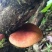 云南野生香菇，批发，零售货源稳定长期合作全国包邮货源下单！