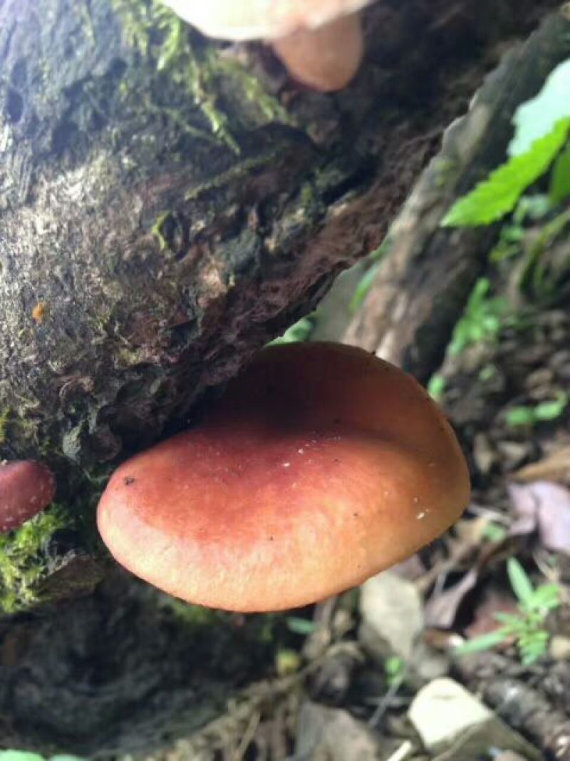 云南野生香菇，批发，零售货源稳定长期合作全国包邮货源下单！