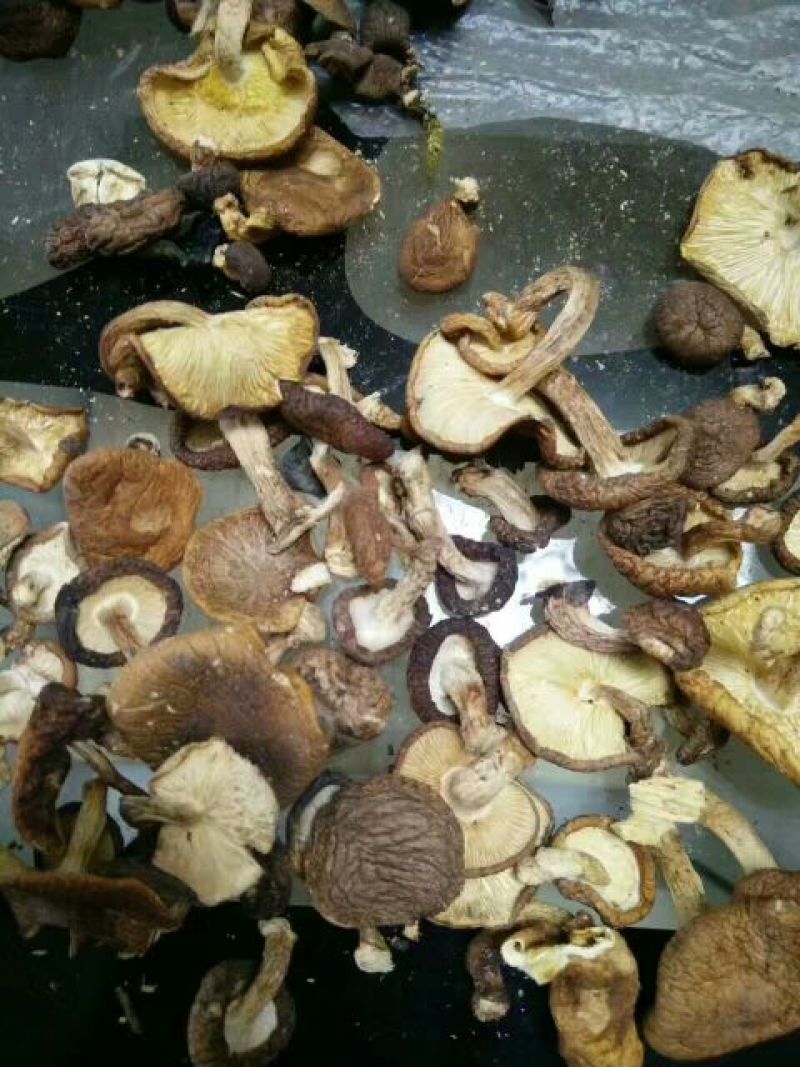云南野生香菇，批发，零售货源稳定长期合作全国包邮货源下单！