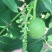 8518核桃苗1~2年，现挖现发货，提供技术指导