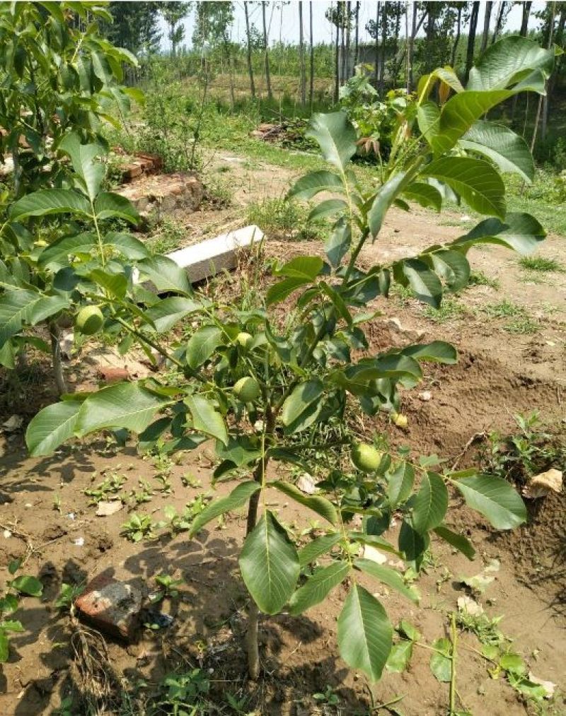 8518核桃苗1~2年，现挖现发货，提供技术指导